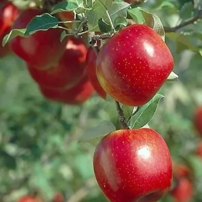 مهندس دمیرچی(کارشناس ارشد کشاورزی)